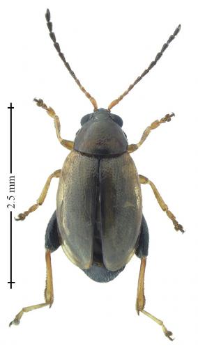 Réf. 195 692 : Longitarsus atricillus